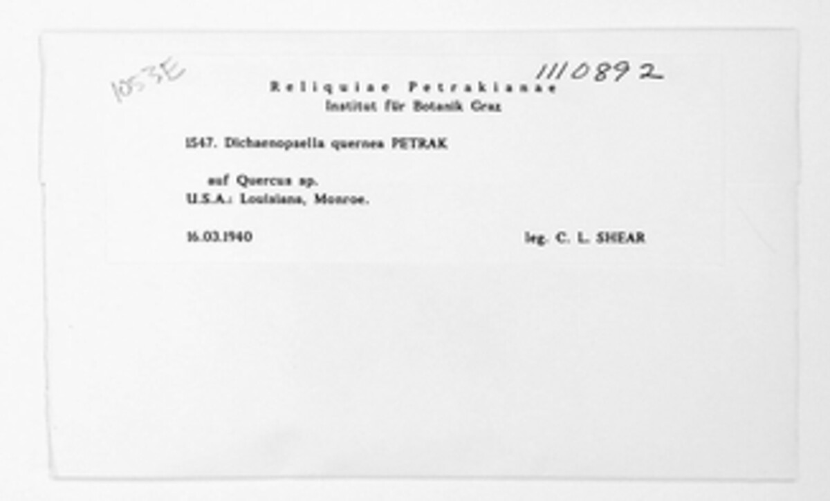 Dichaenopsella image